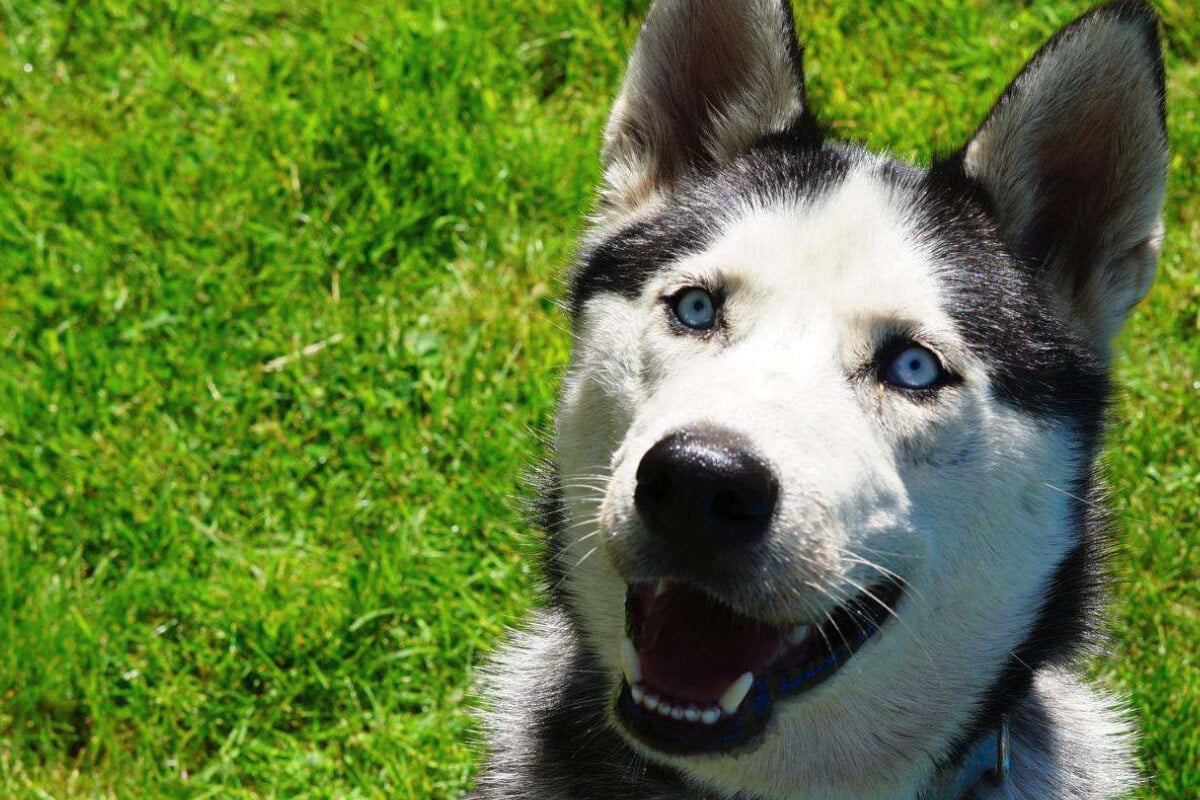 Orion hat sein Zuhause verloren: Wer gibt dem jungen Husky eine Chance?
