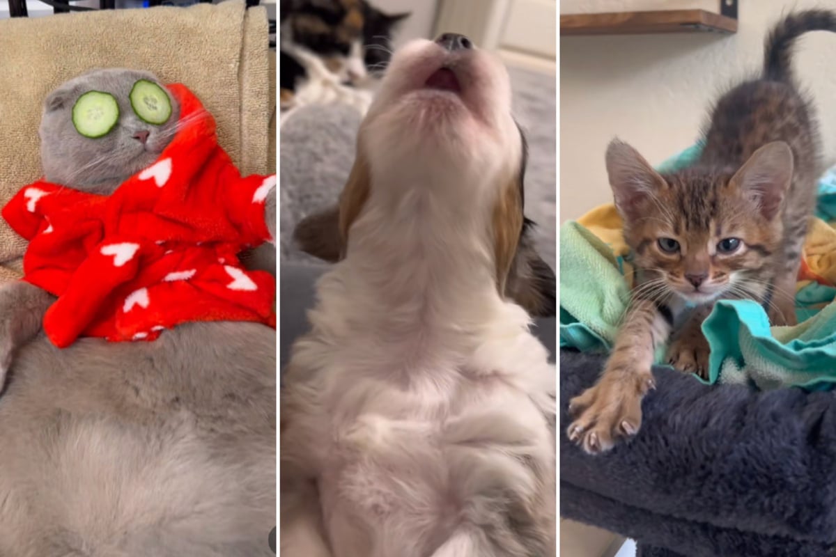 Three pet TikToks guaranteed to melt your heart