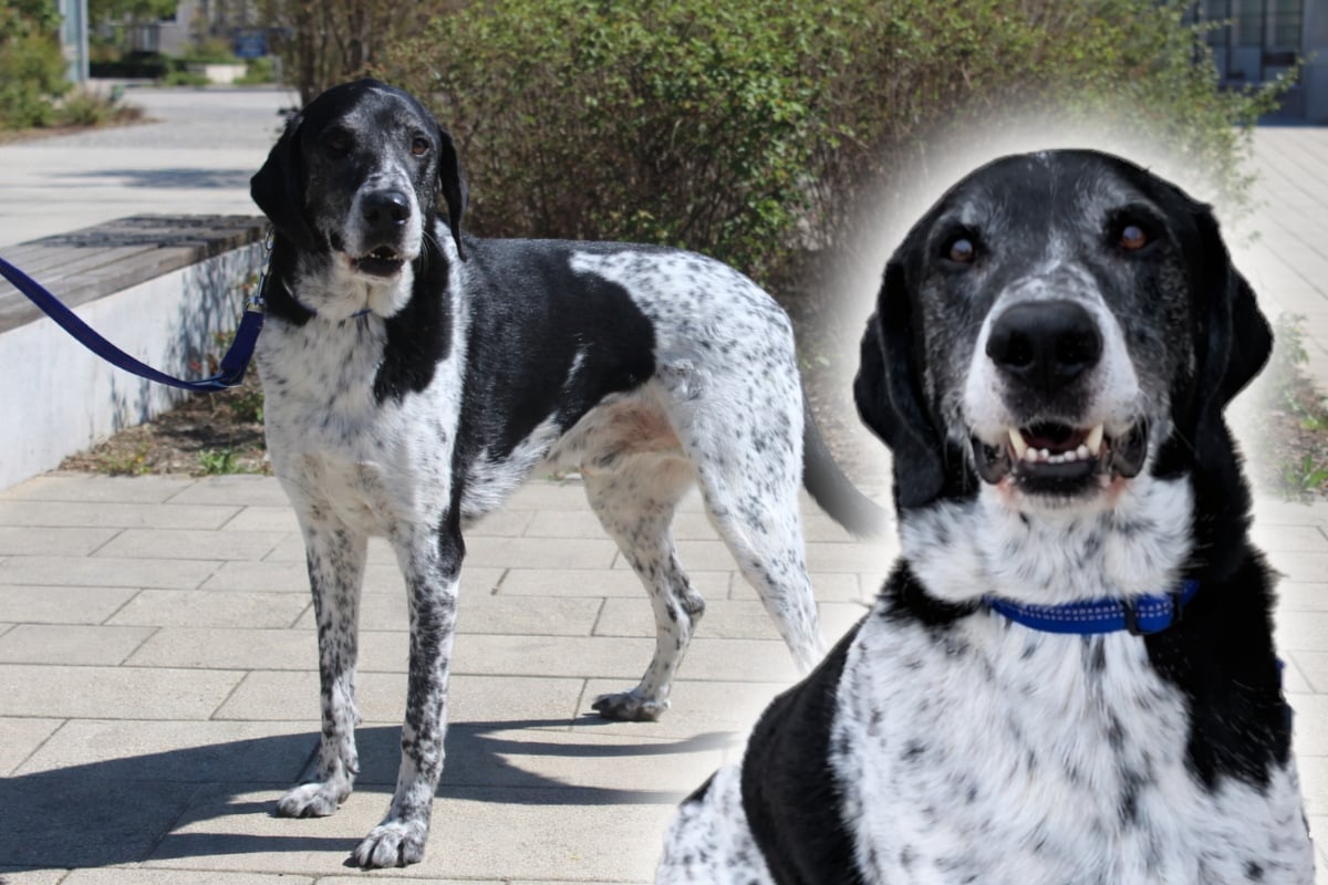 Freundlicher Riese: Findet Doggen-Mischling Basti sein Happy End?