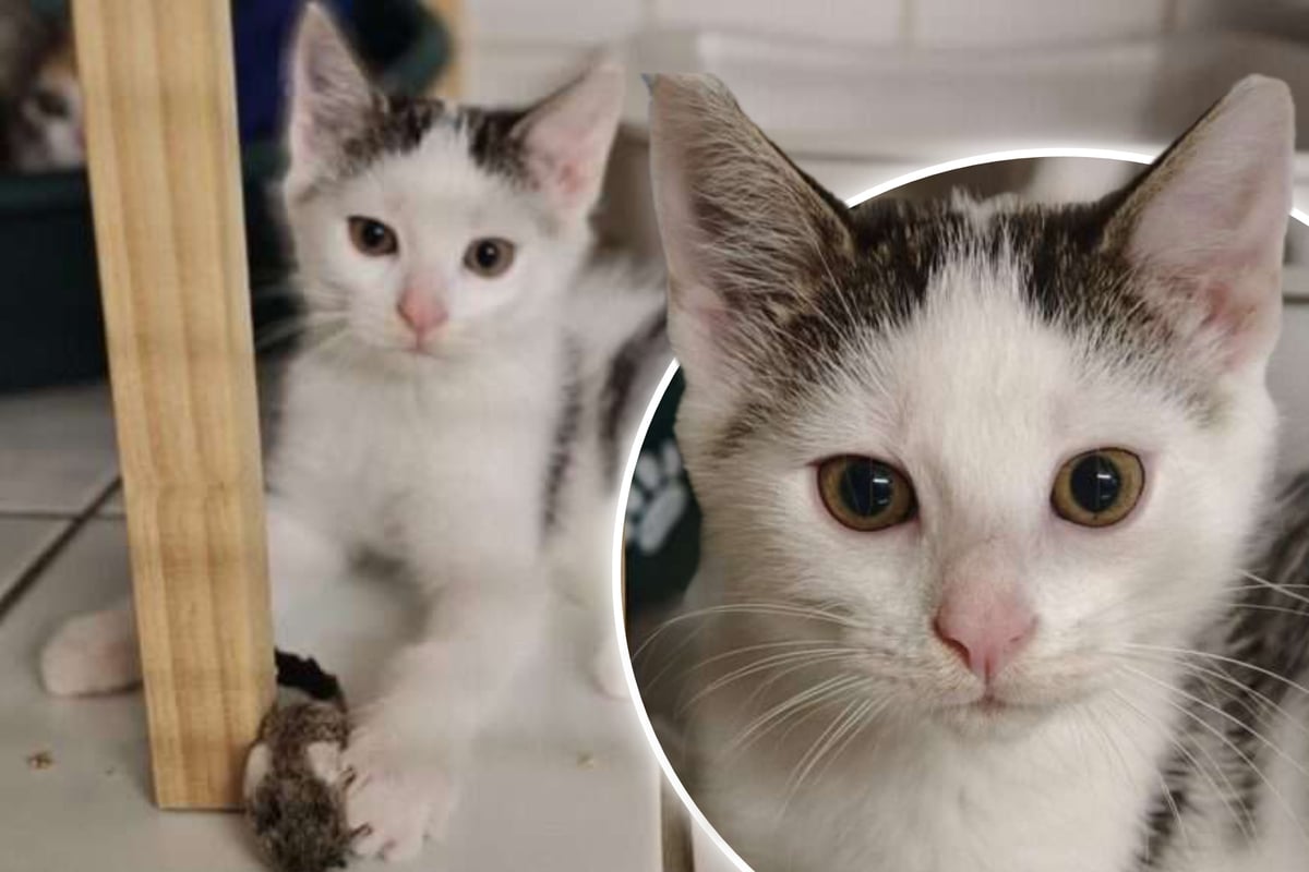 Fiete-kam-als-Fundkatze-ins-Tierheim-Jetzt-hofft-der-kleine-Wirbelwind-auf-ein-neues-Zuhause