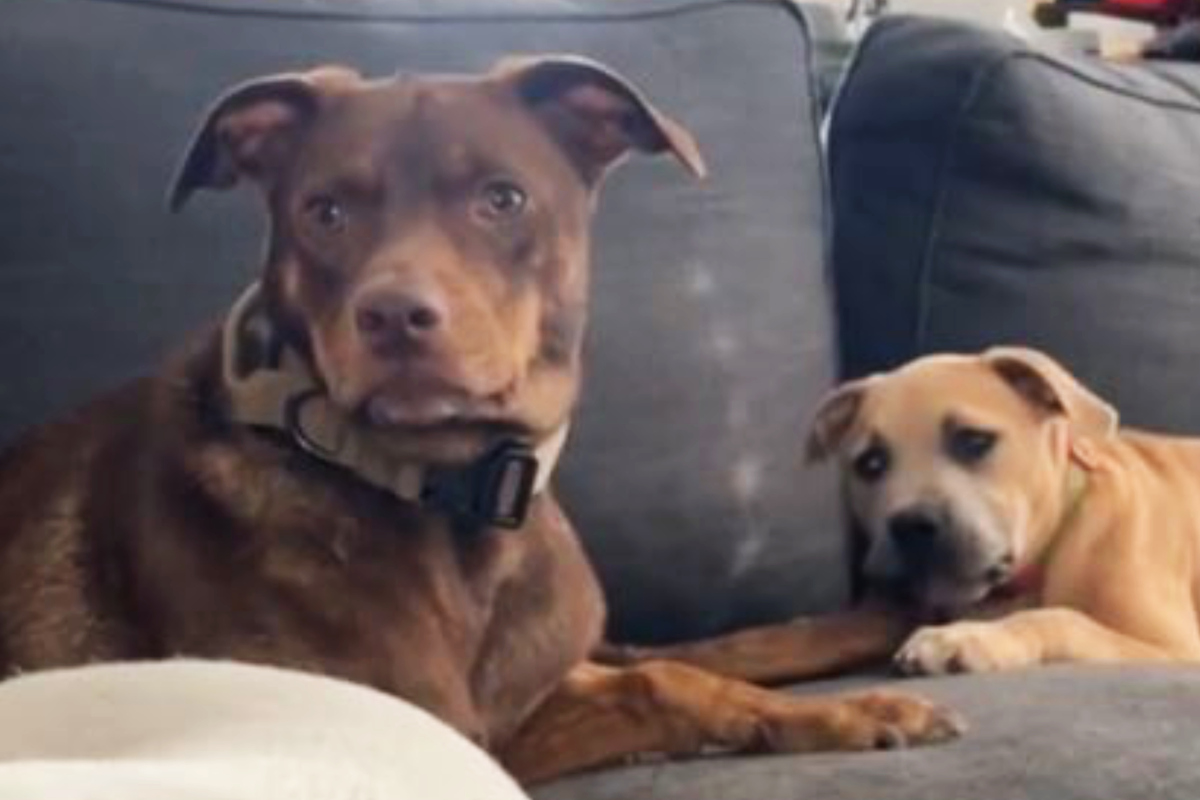 dog-chews-on-fellow-pup-s-tail-and-gets-hilarious-death-stare