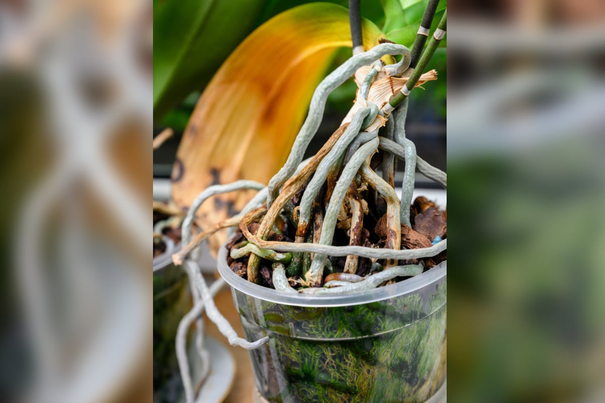 Hilfreich-oder-total-sch-dlich-Darf-man-Orchideen-Luftwurzeln-abschneiden-