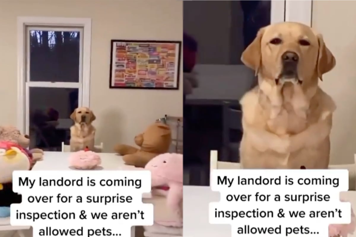 landlord-doesn-t-allow-pets-but-this-dog-knows-how-to-stay-incognito