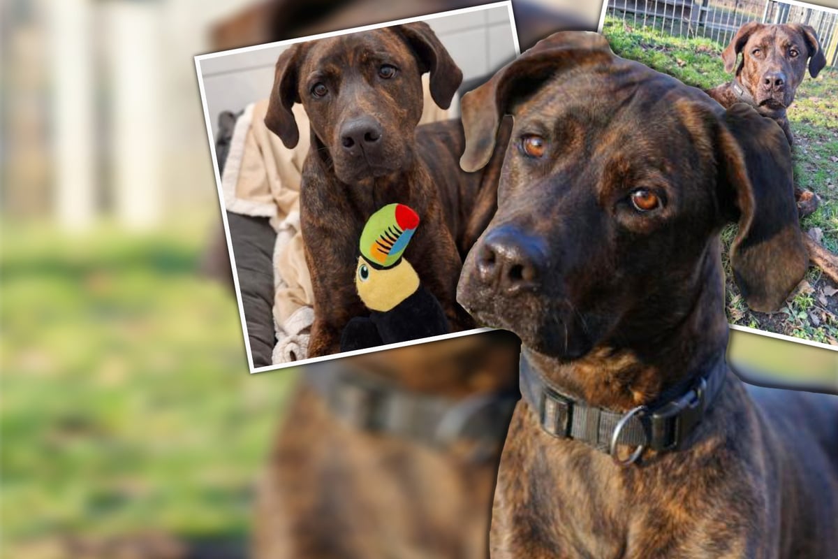 Blicke sagen mehr als Tausend Worte: Benny will endlich ankommen