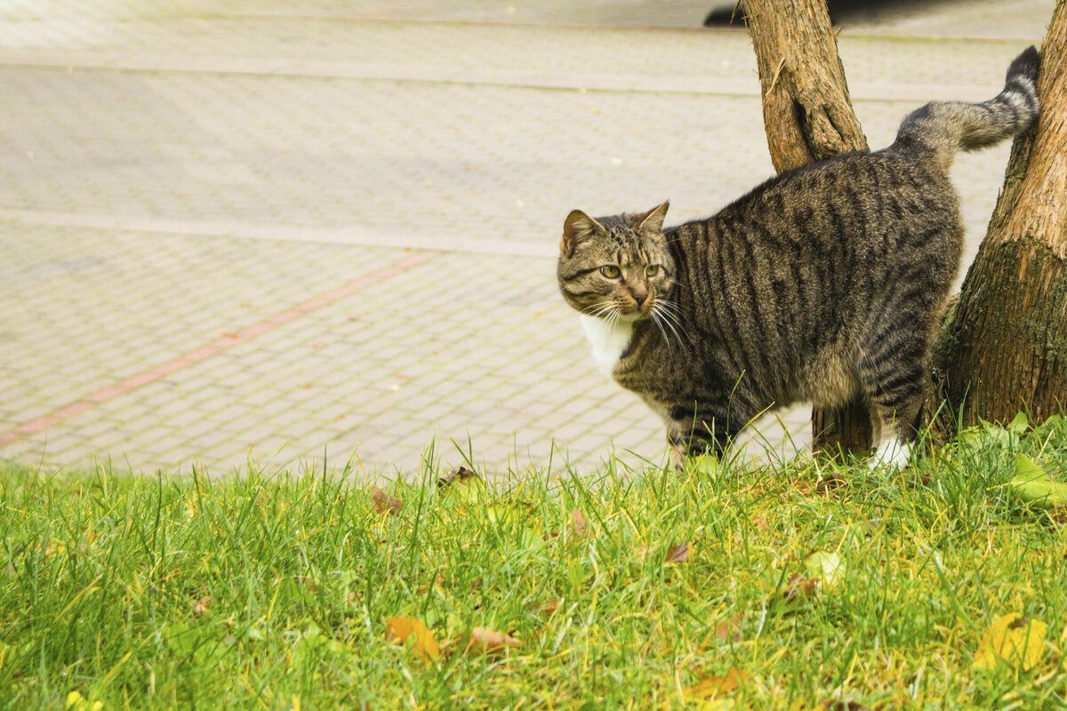 Besitzerin ist verblüfft, als sie sieht, was ihre Katze