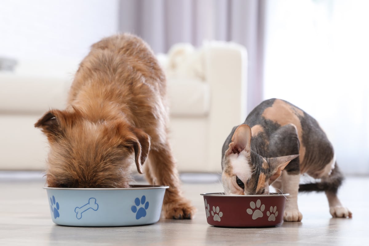 Vegane Nahrung für Hund und Katze: Diese Neuheit sorgt für Wirbel!