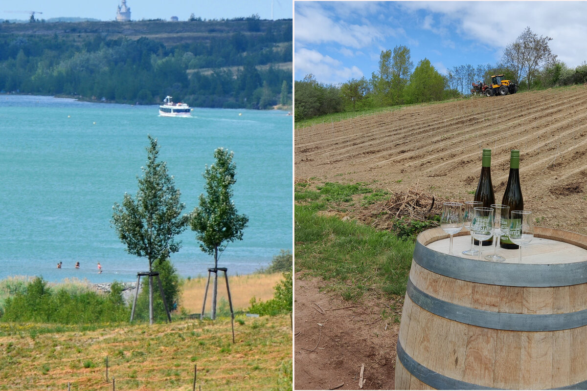 Erst Braunkohle, dann edle Tropfen: Startschuss für Weinanbau am Störmthaler See