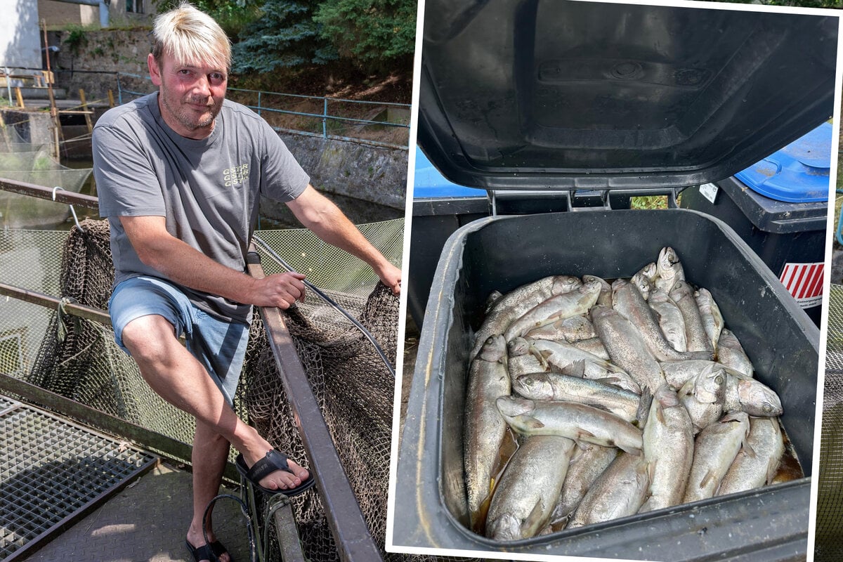 Statt-Forellen-will-er-Karpfen-z-chten-Extreme-Hitze-ruiniert-s-chsischen-Fischz-chter
