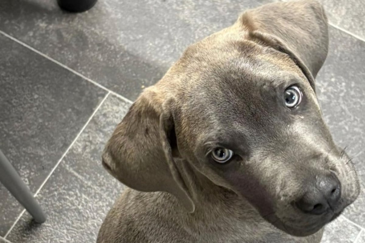 Dog owner thinks she has a gray lab puppy – but the truth was very different!