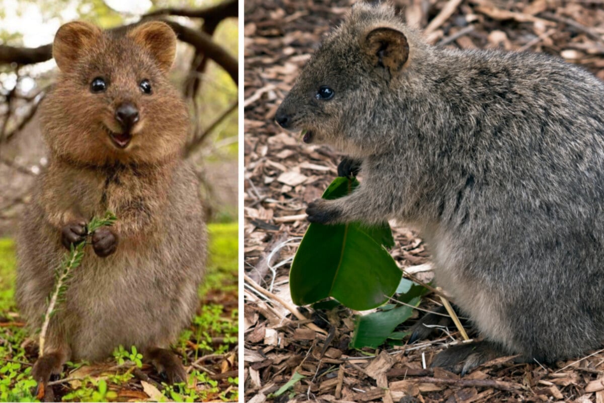 Australian minikangaroos slowly recover from devastating bushfires