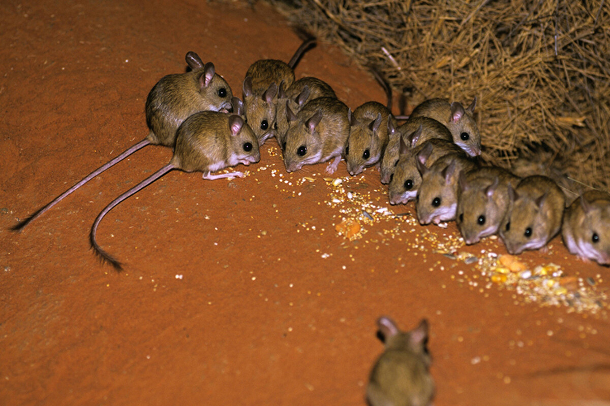 Australians are waking up to mice in their beds as the country's rodent