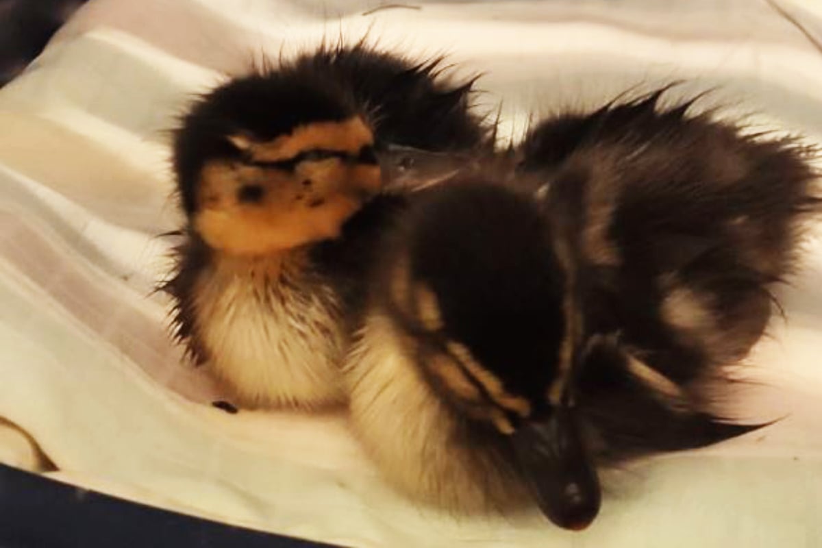 Quak-Alarm in Berlin: Polizei fischt flauschige Küken aus Brunnen