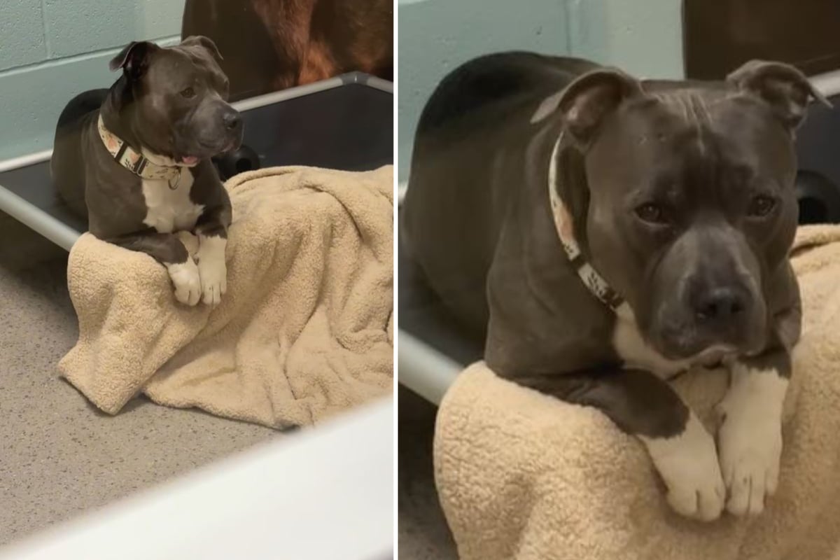 Familie will ihren geretteten Hund aus dem Tierheim abholen: Doch dann bricht allen das Herz