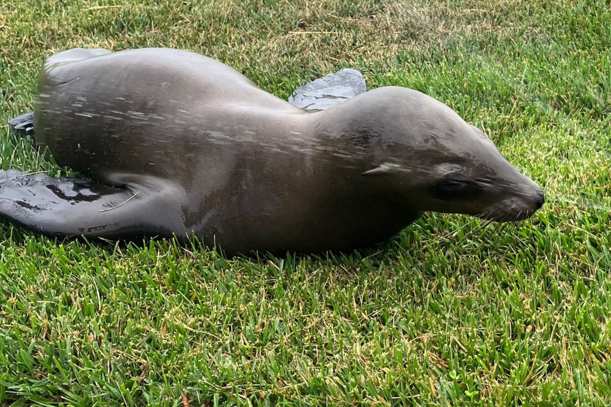Tierische Überraschung: Seelöwe taucht plötzlich mitten in der Stadt auf