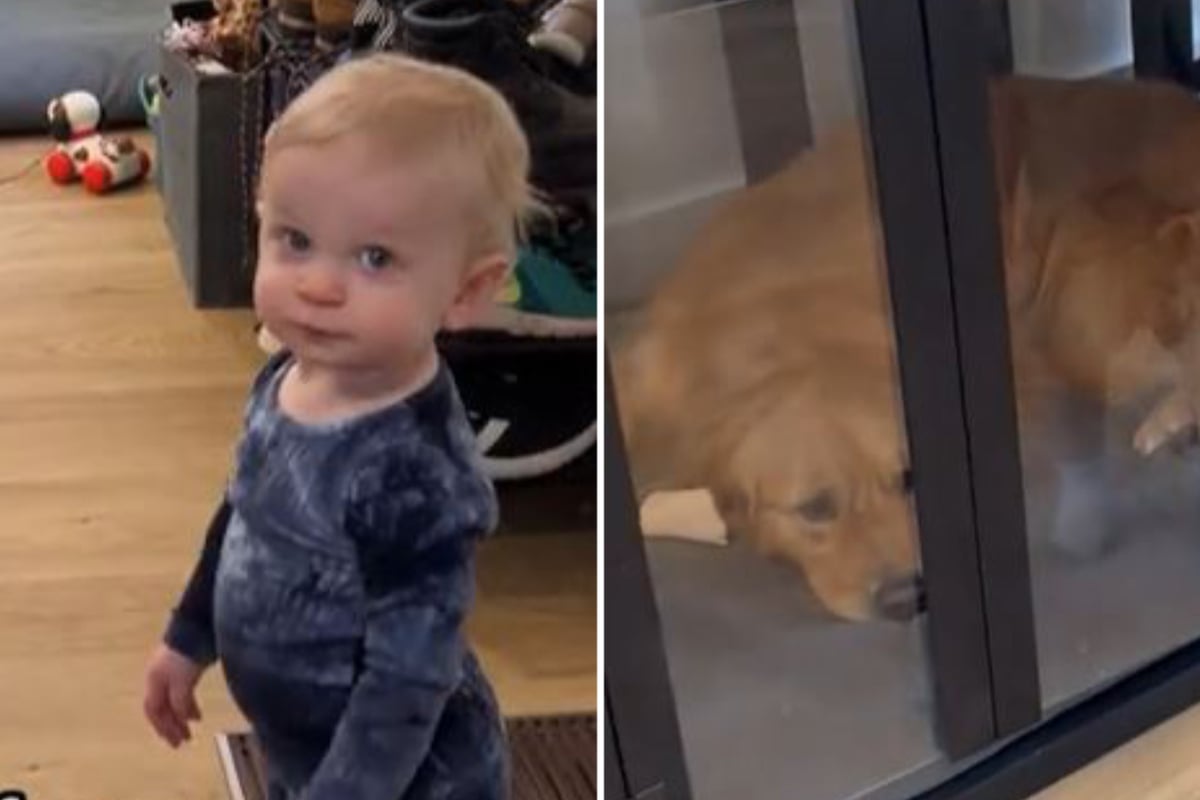 Golden Retriever soll in Hundebox seinen Platz finden: Doch was ein Baby tut, amüsiert so viele