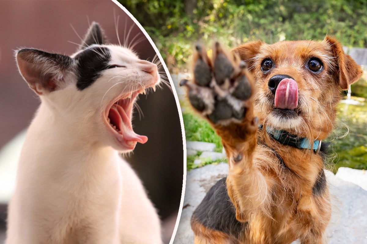 Alles für Hund und Katz': Großes Sommerfest mit Vermittlungsaktion im Tierheim München