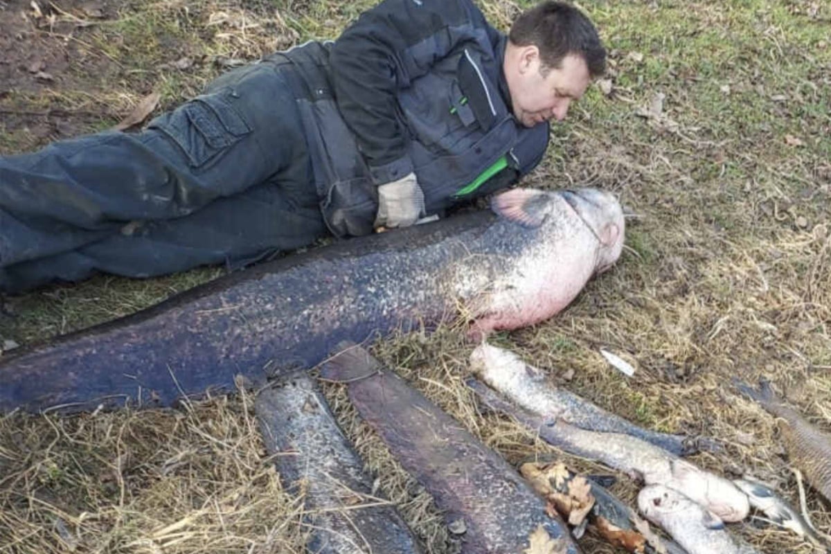 Velké ryby zabíjejí v Polabí: hned za hranicí s Čechami