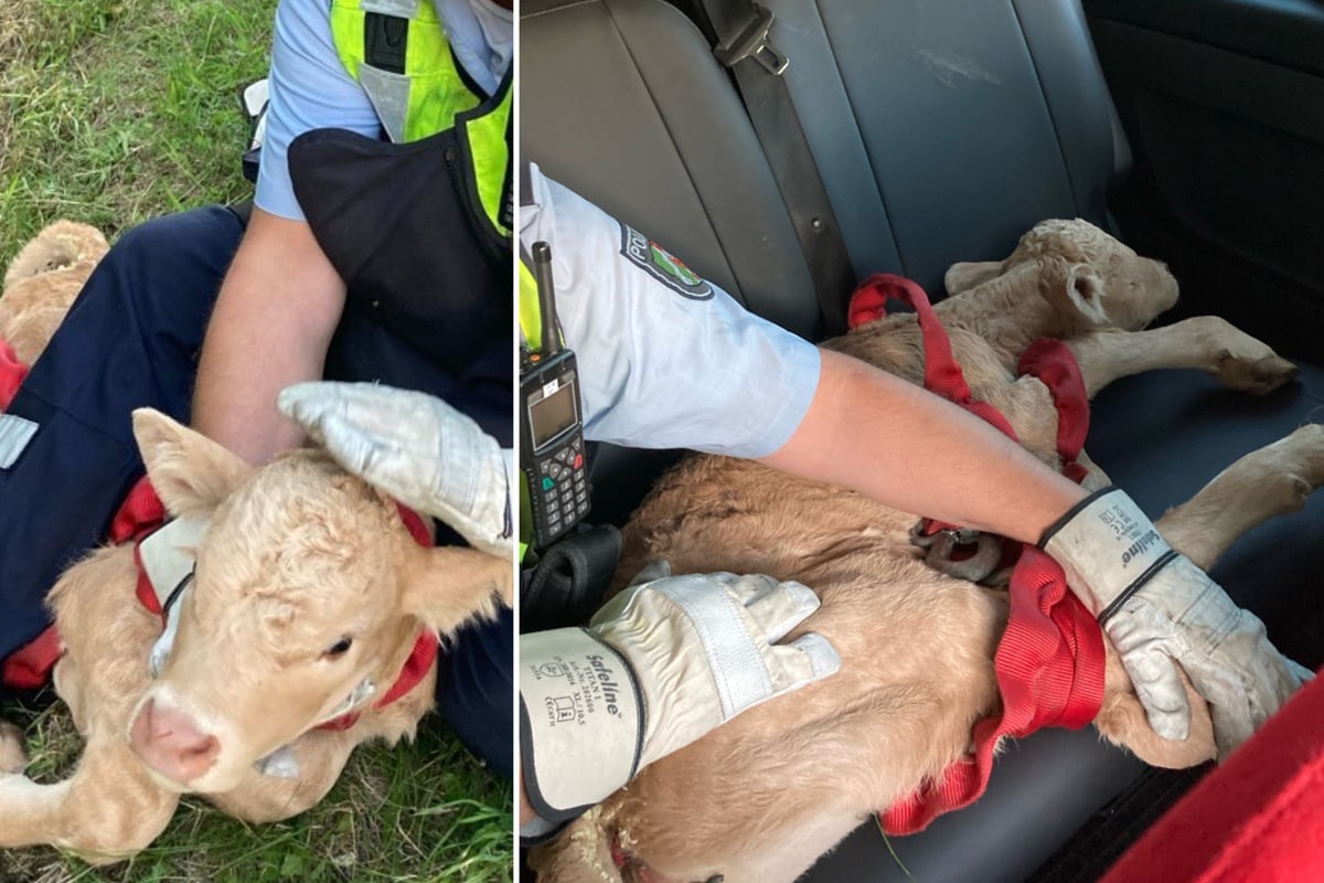 Kälbchen auf der Autobahn: Polizei nimmt Tier im Streifenwagen mit