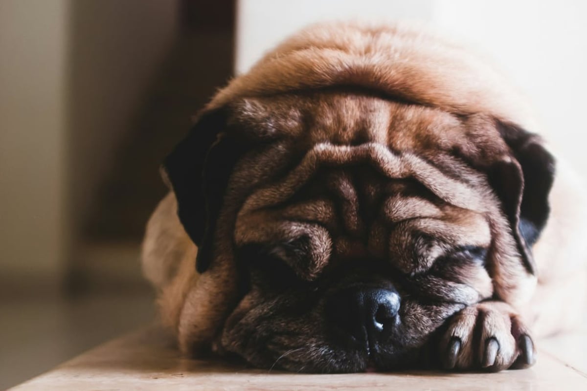 Dog hypothyroidism Symptoms and treatment
