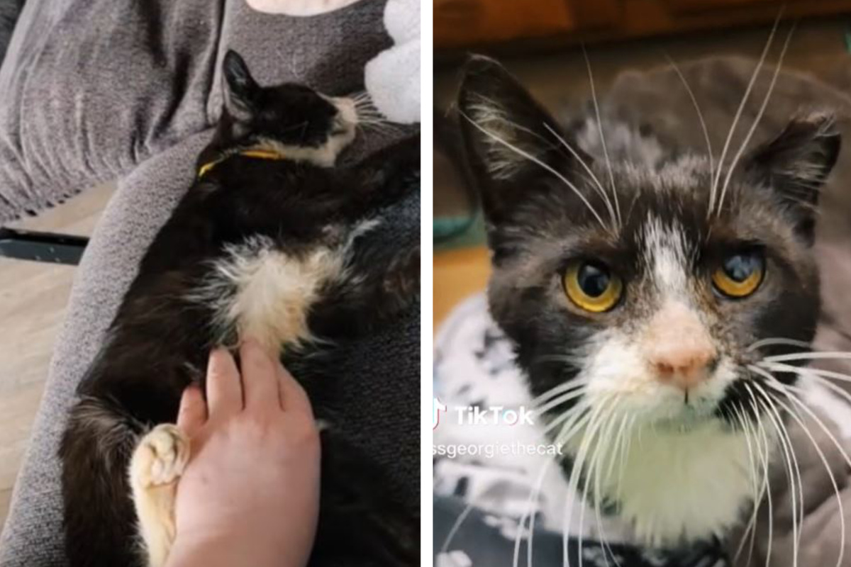 Katze soll in wenigen Stunden eingeschläfert werden Was dann passiert, lässt keinen kalt