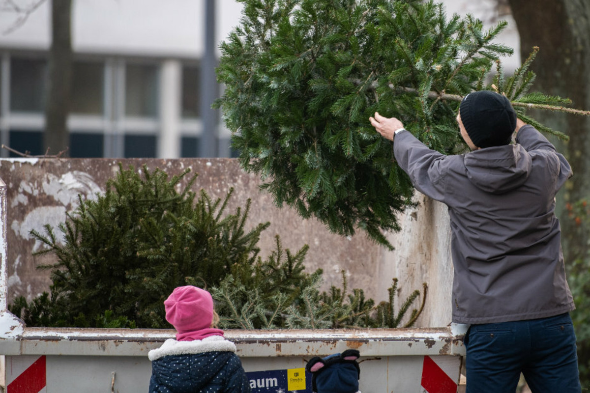 Hier könnt Ihr Euren Weihnachtsbaum kostenlos in Dresden entsorgen!