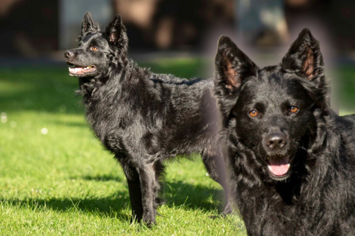 Groenendael-Mix: Besonderer Hund sucht ganz spezielle Halter