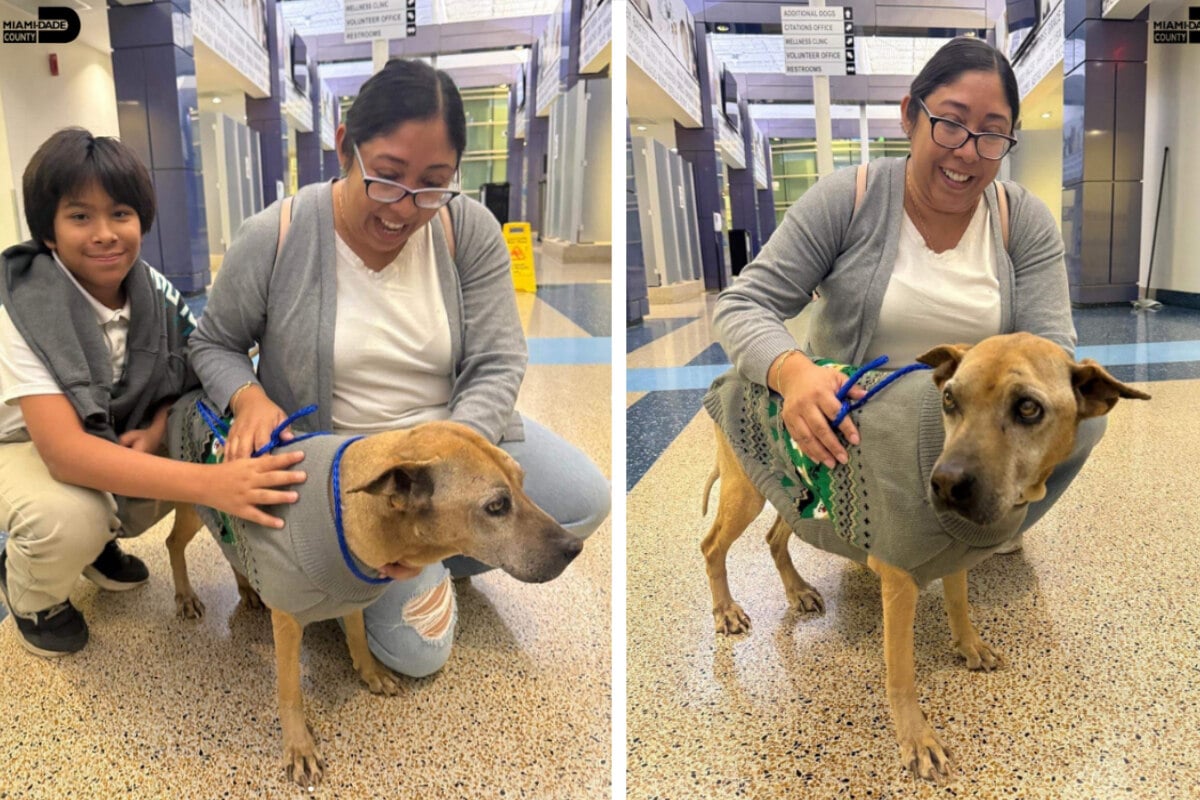 Sie-glaubte-ihr-Hund-sei-tot-Zehn-Jahre-sp-ter-ndert-ein-Mikrochip-alles