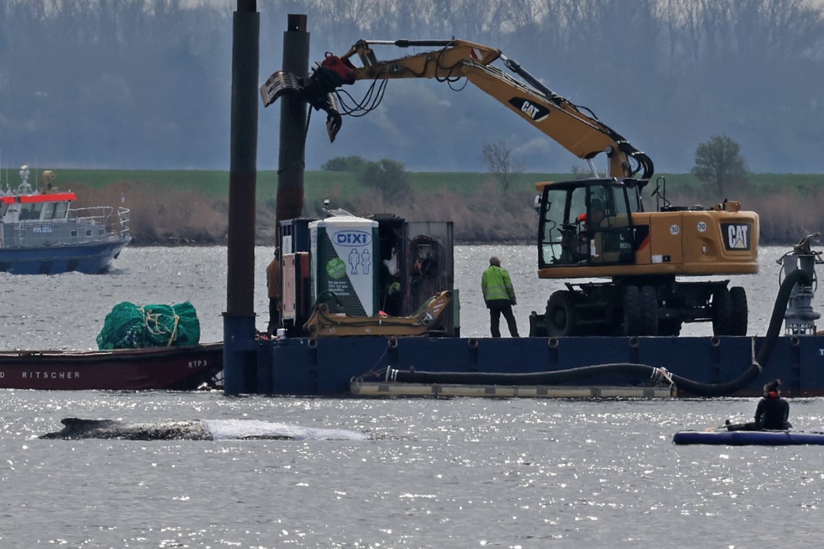 Buckelwal Timmy: Ozeanriese hat laut Tierärztin 
