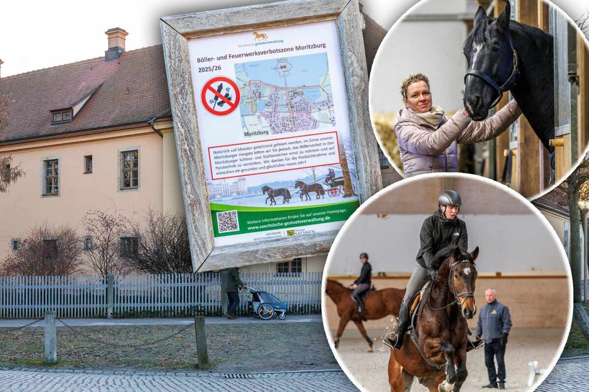 Silvester-ist-Ausnahmezustand-im-Pferdestall-So-sch-tzt-Moritzburg-seine-145-Gest-ts-Hengste