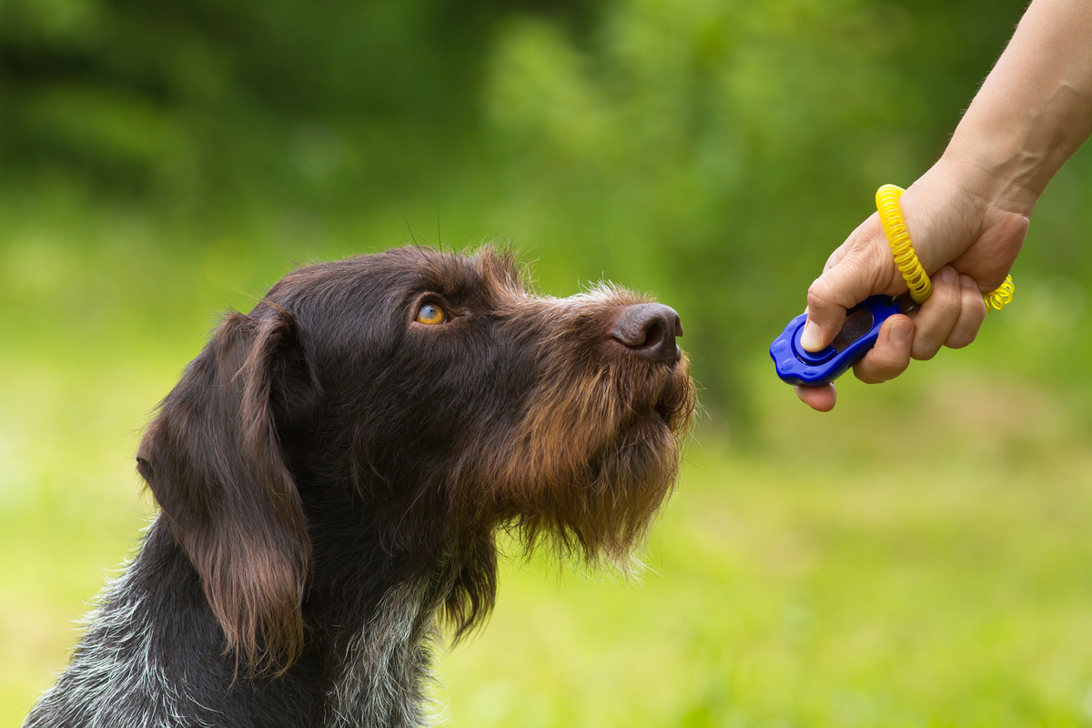 how to make a homemade dog clicker