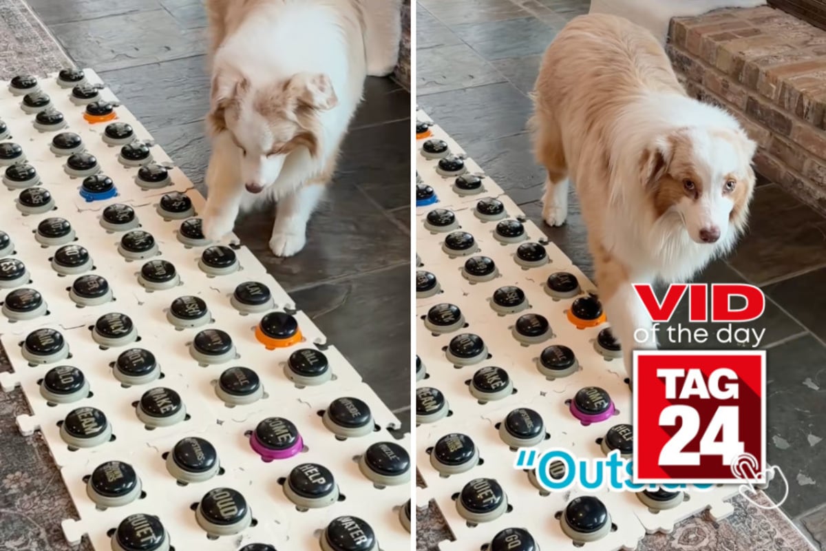 Viral Video of the Day for June 30, 2026: Clever pup sends owner into panic with button warning – but the truth is hilarious!