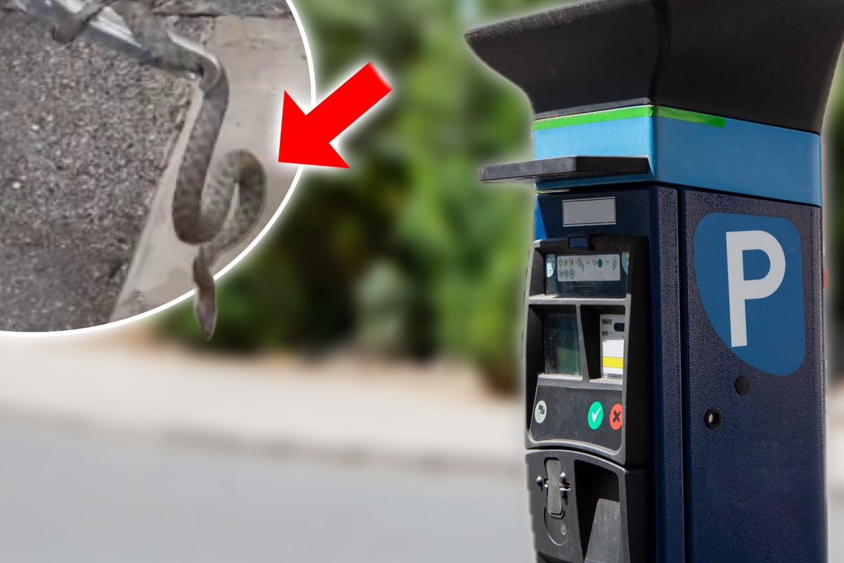 Schock beim Parkscheinziehen: Besucher entdecken Schlange im Automaten