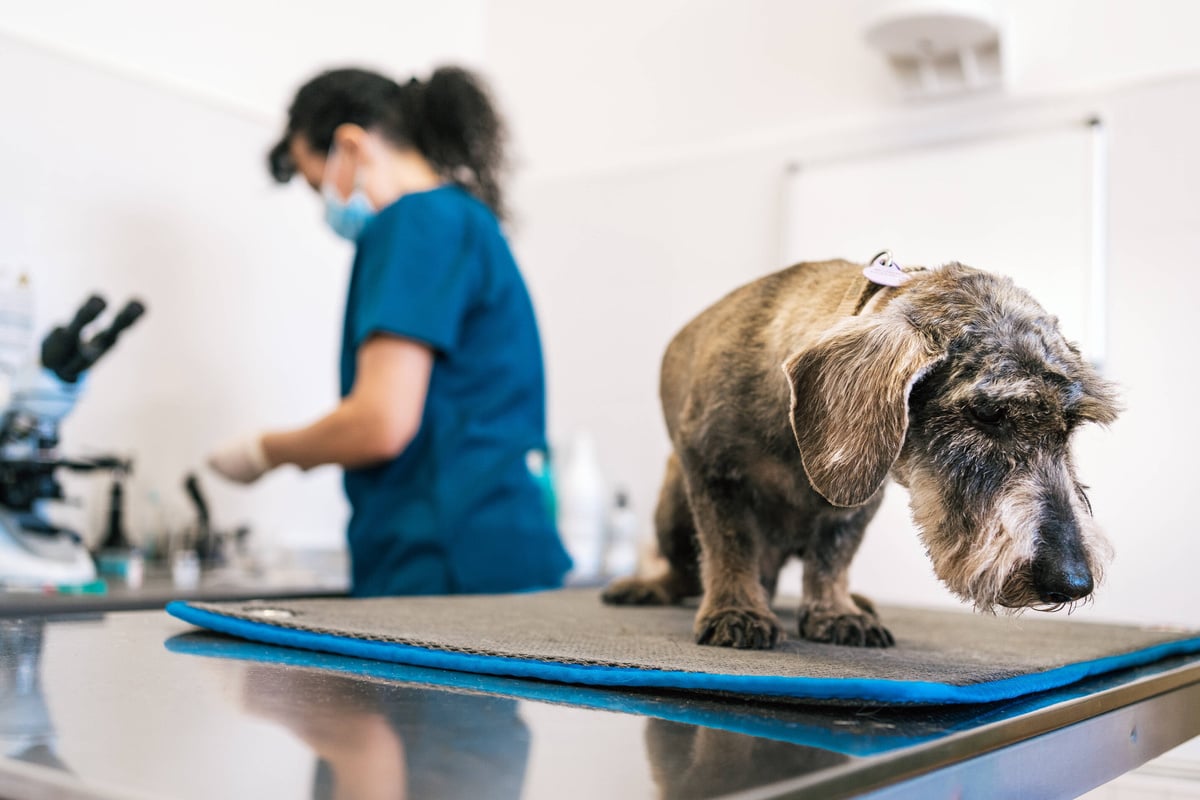 Dog neutering Benefits, procedure, aftercare, and everything you