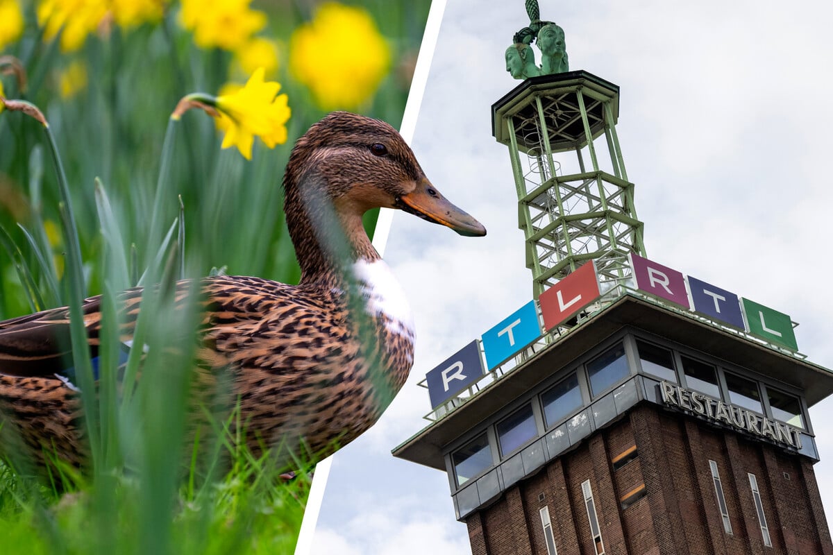 Enten-Alarm bei RTL! Vogelmama brütet im Sendezentrum - und Du kannst live dabei sein