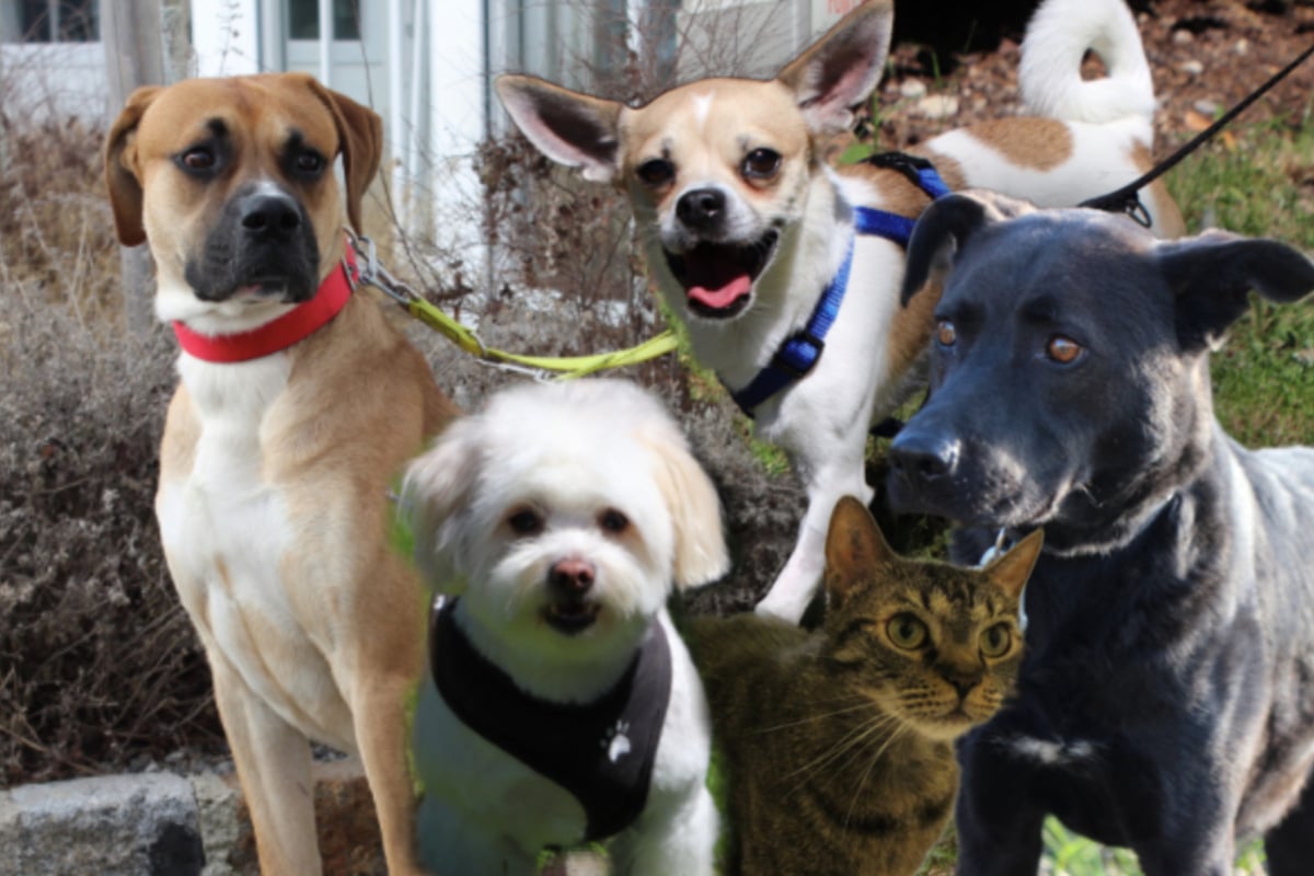 5 besondere Tiere Diese Hunde und Katzen suchen endlich ein Zuhause