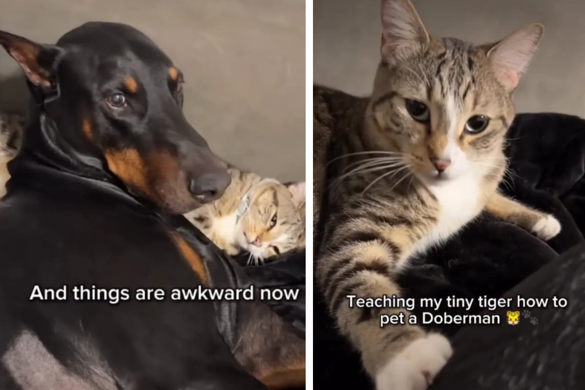 Frau-streichelt-Dobermann-Katze-schaut-zu-Was-dann-passiert-ber-hrt-alle-Herzen