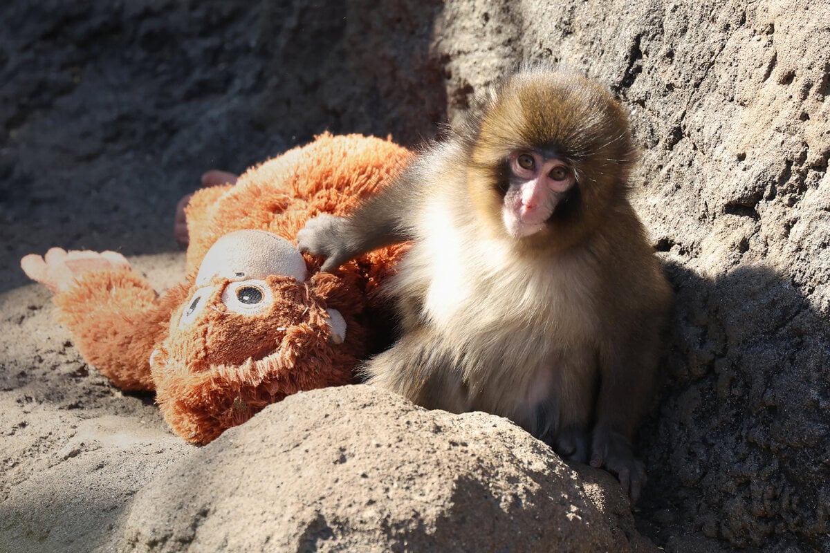 It's Punch the monkey's birthday! And fans are sending thousands of letters