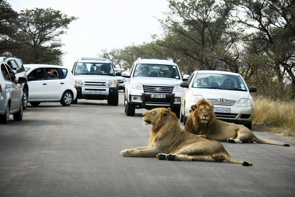 Zwei Safari-Touristen tot in Krüger-Nationalpark entdeckt: Auto spurlos verschwunden