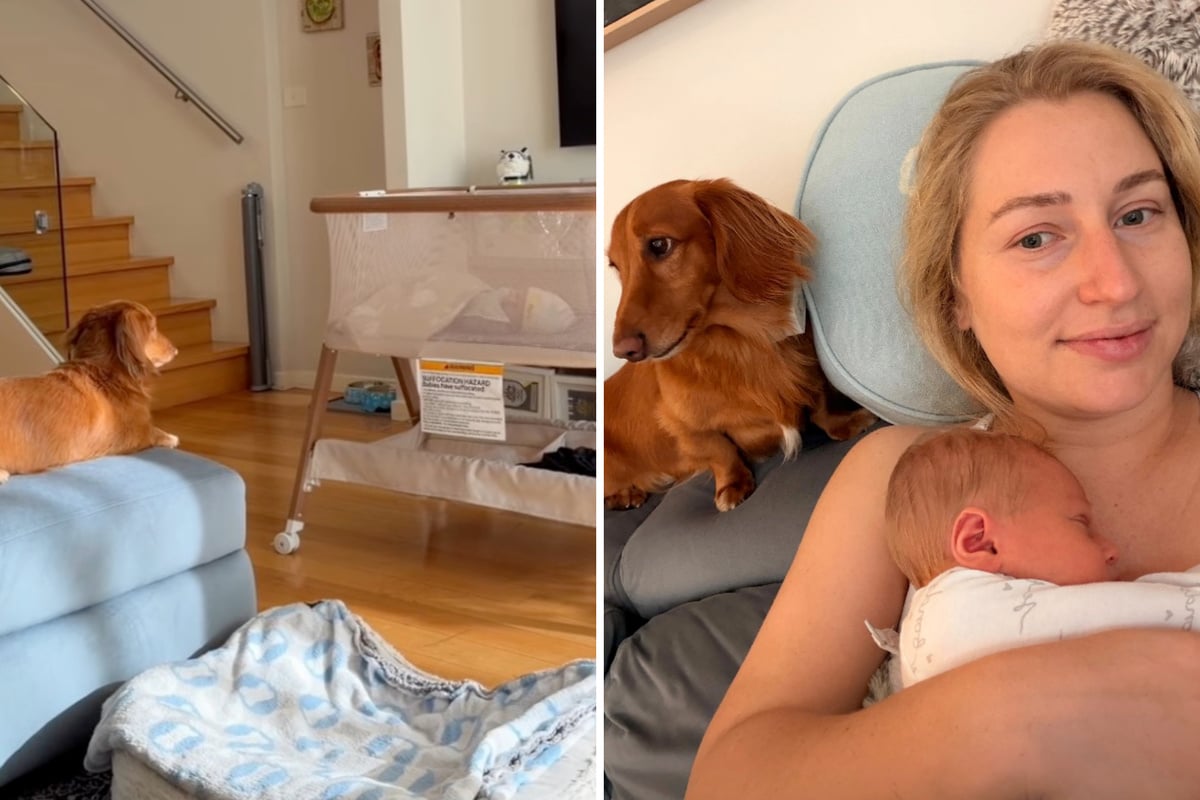 Dachshund's adorable reaction to new baby goes viral: "A co-parent in dog form"