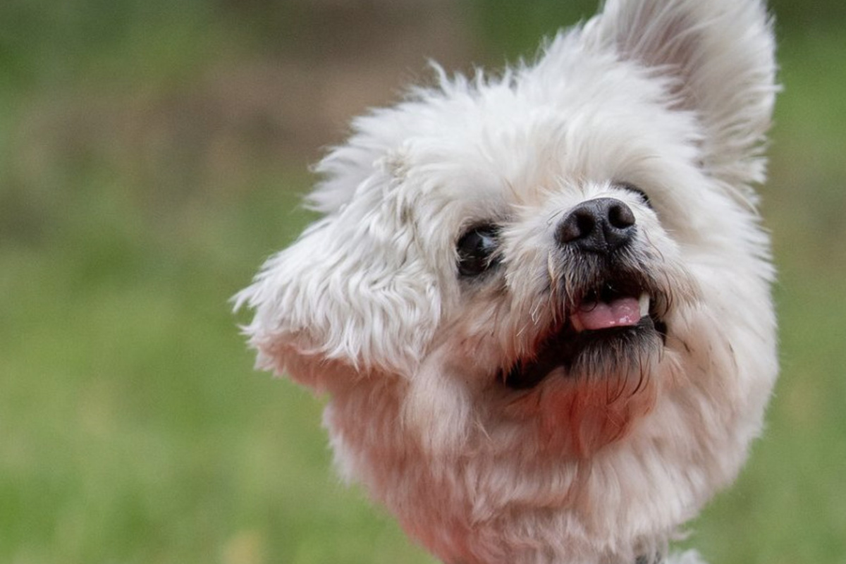Niemand mag Hund Winnie: Knuffiger Vierbeiner sucht neues Zuhause
