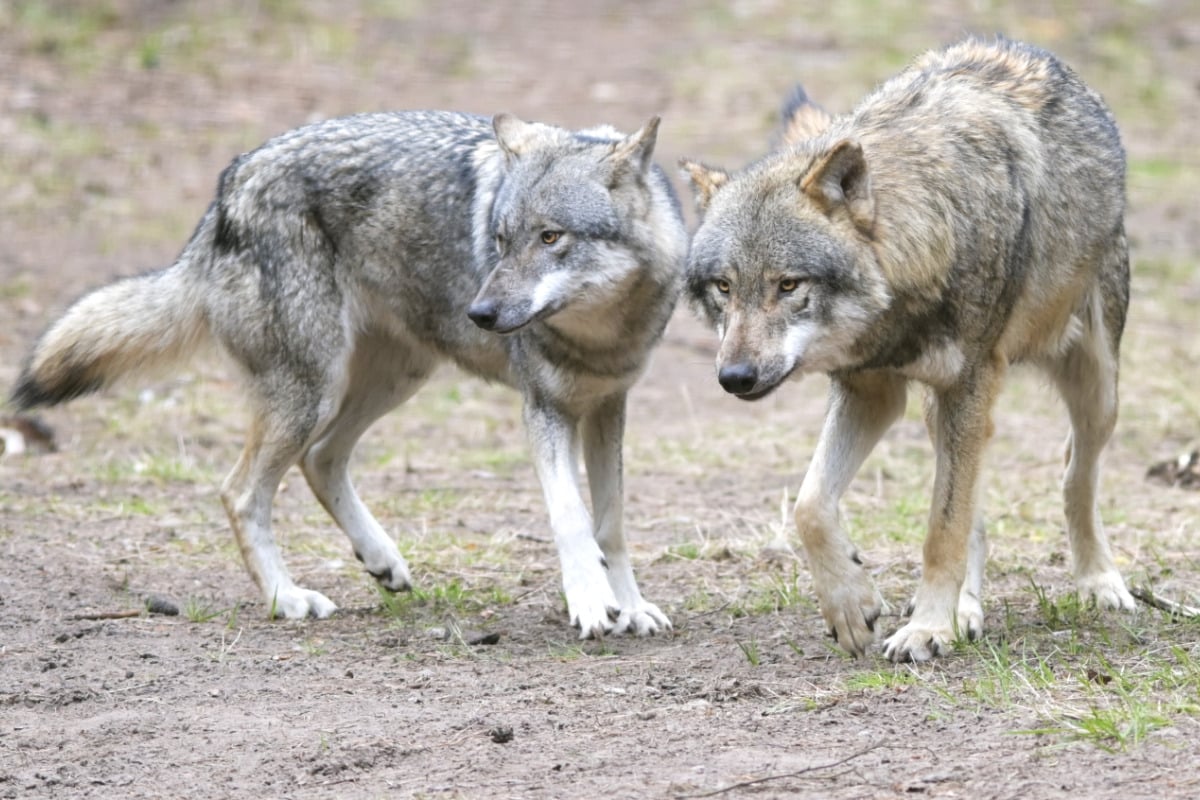 Regierung hält an Wolfsverordnung fest: "Höchst problematisch"
