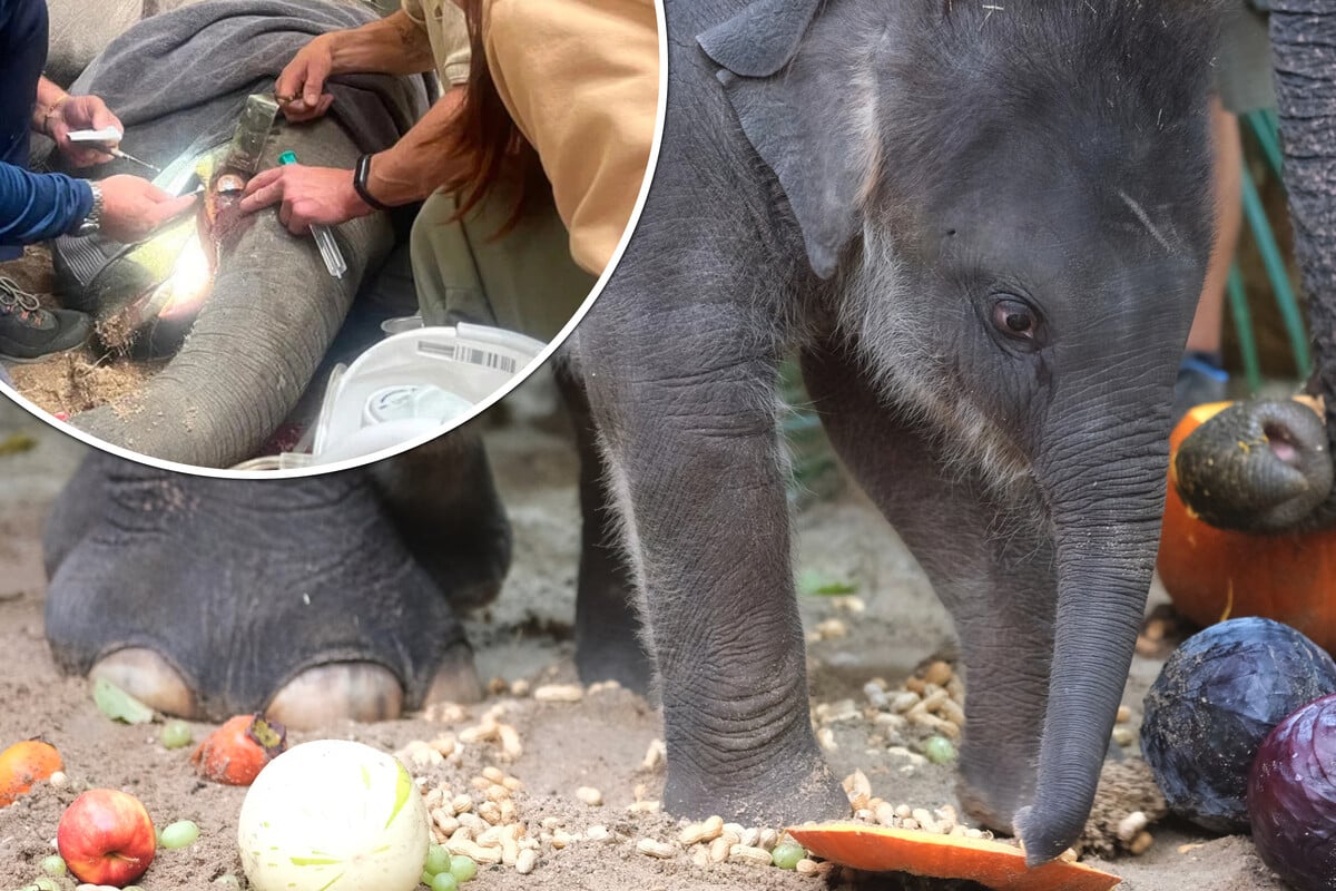 Nach-Not-OP-Leipziger-Tier-rzte-sorgen-sich-immer-noch-um-Elefant-Akito