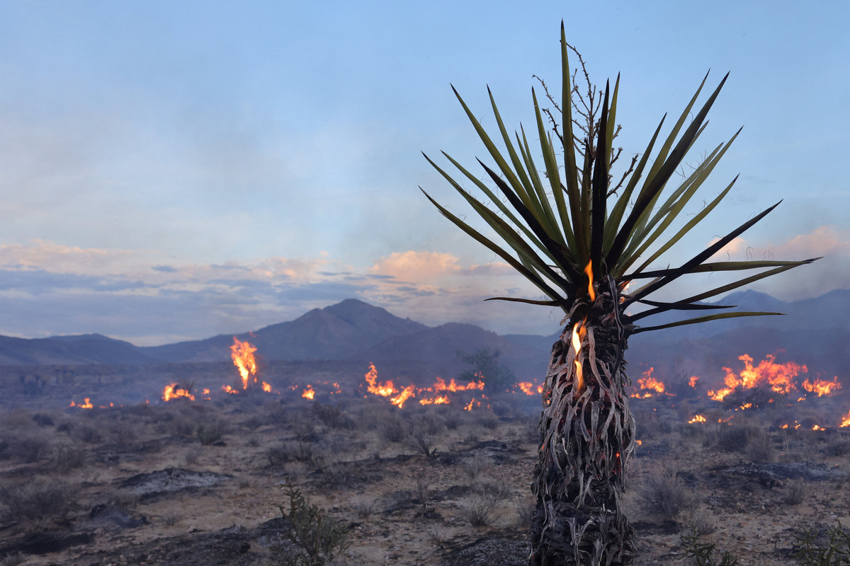 "Fire whirls" threaten Joshua tree desert as York Fire scorches