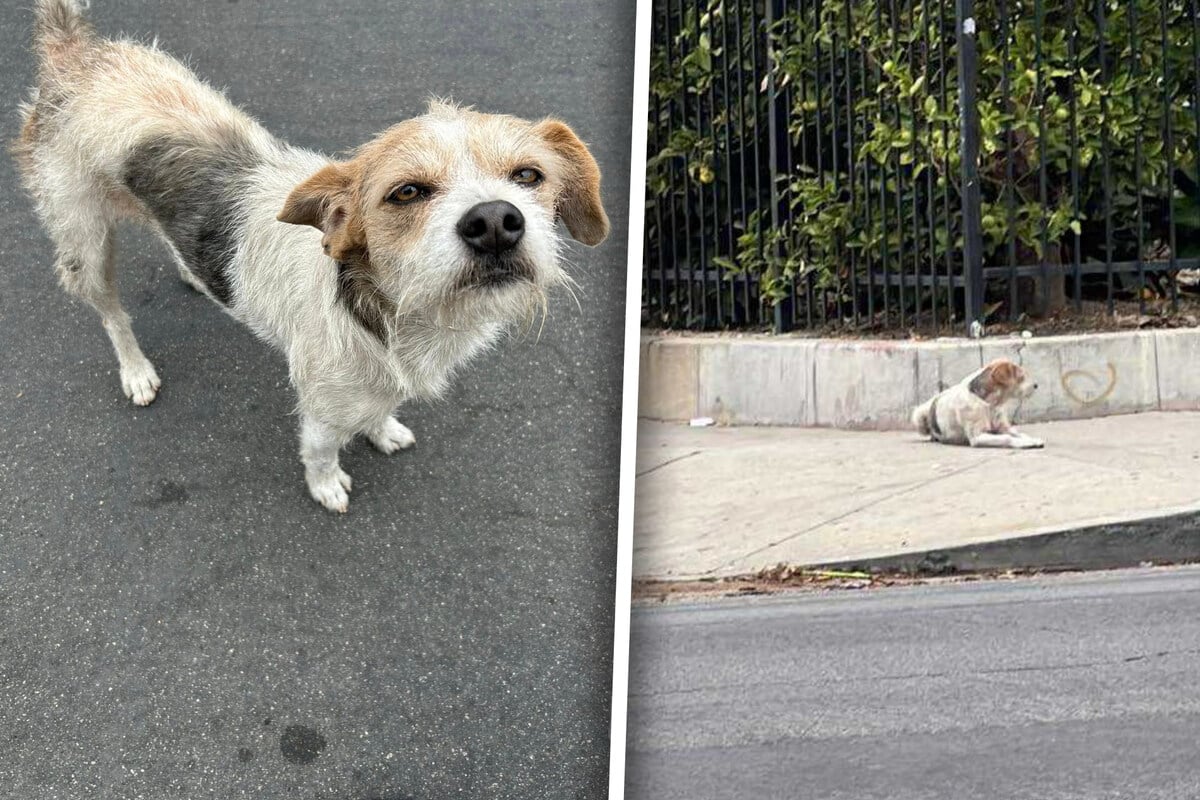 Hund-wartet-wochenlang-auf-seine-Besitzer-Was-dann-passiert-l-sst-Herzen-brechen