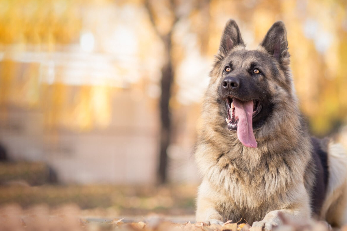 Best guard dog breeds A beginner's guide to good guard dogs
