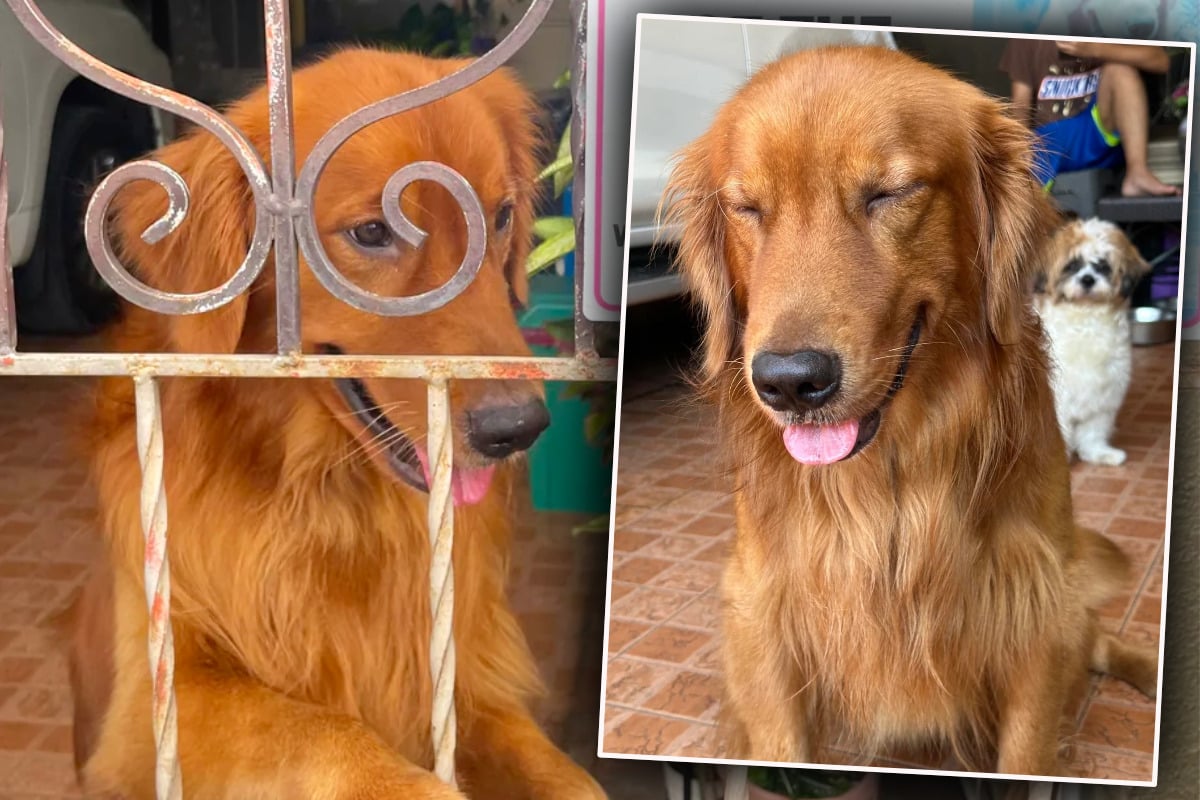 Paar-f-hrt-das-erste-Mal-ohne-Golden-Retriever-in-den-Urlaub-Vierbeiner-geht-es-hundeelend