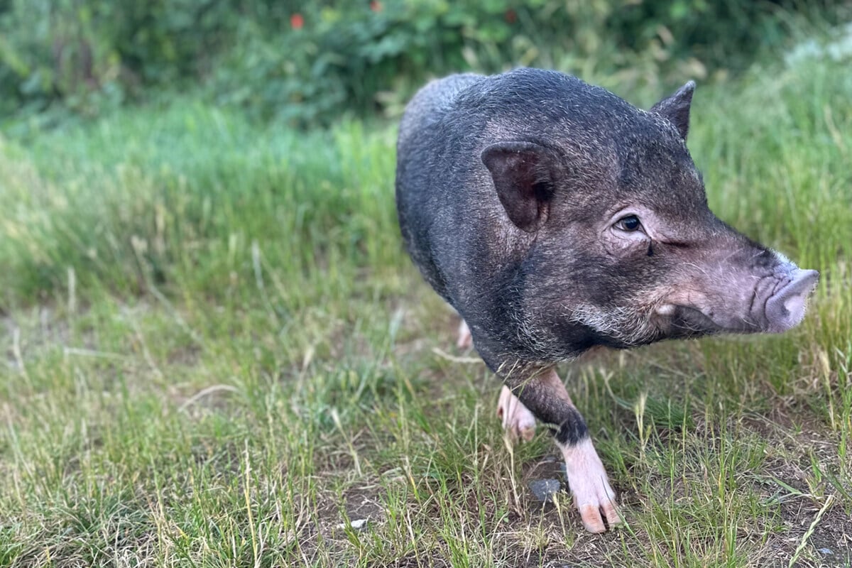 Auch wegen Schweinepest: Entlaufenes Mini-Schwein sorgt für Aufruhr in Südhessen!