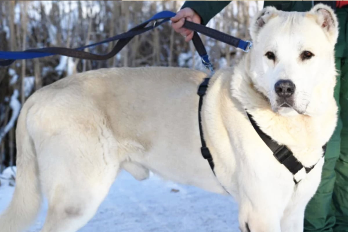 Sanfter-Riese-sucht-Ruheplatz-Kangal-Baschka-ist-stark-aber-gem-tlich