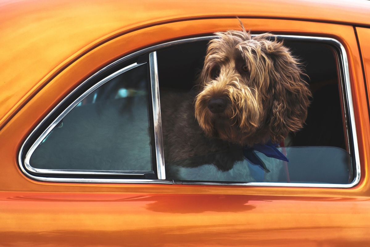 Hund im Auto Kofferraum transportieren - so klappt's