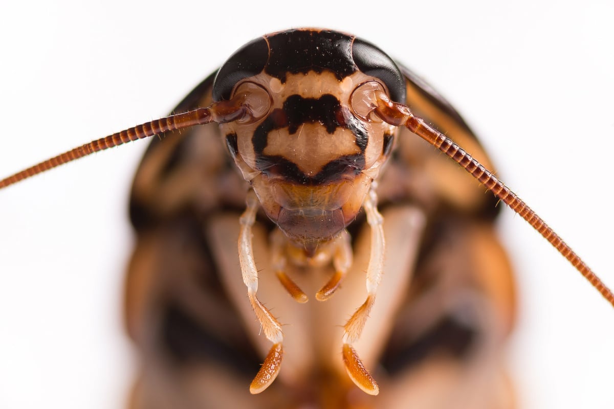 Brooklyn Zoo catches the love bug for Valentine's Day with Name a Roach program